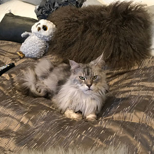 Non-smoking but pet friendly home